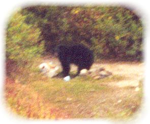 Black Bear